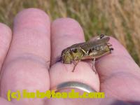 /home//u458753944/public_html/sourcegallery////Insects and small critters/grasshoppers and crickets (Orthoptera)/P1050982.JPG